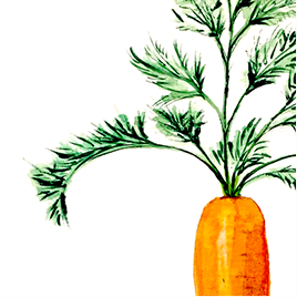 Carrot Watercolour